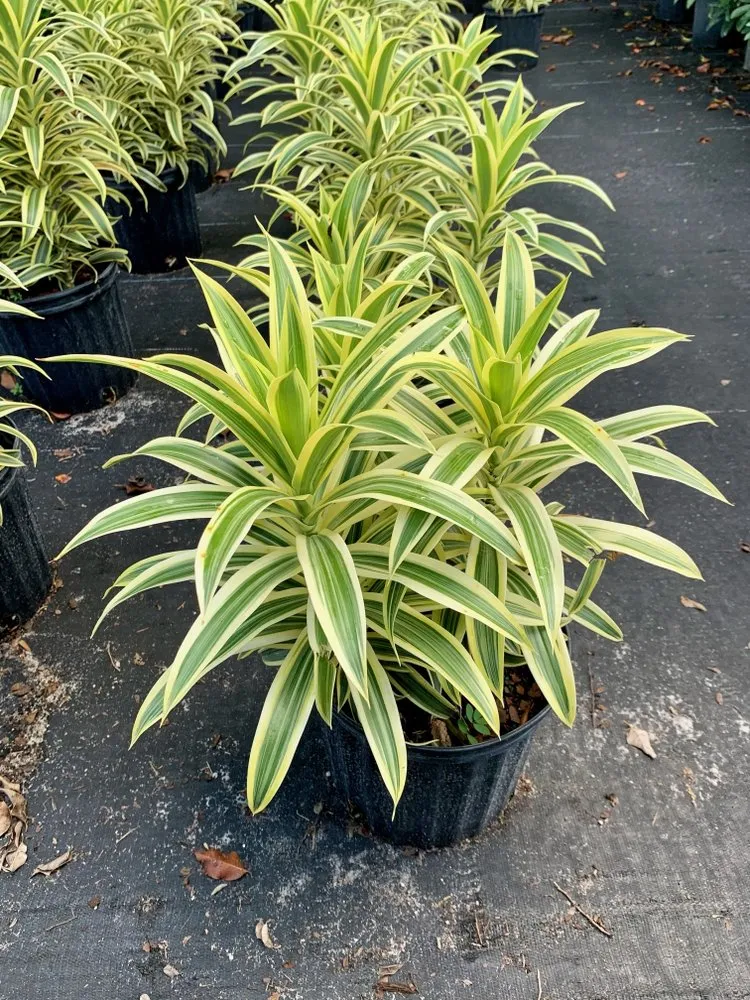 Reliable garden landscaping experts serving Delray Beach, FL - Spanish River Nursery