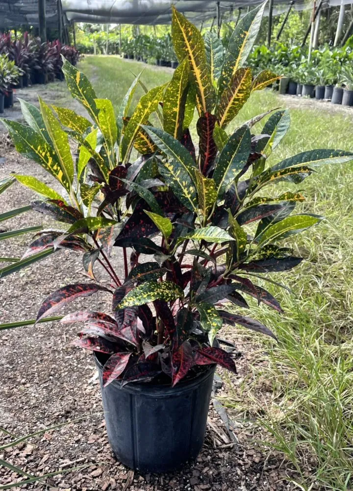 Custom lawn care service with custom design across Delray Beach, FL - Spanish River Nursery