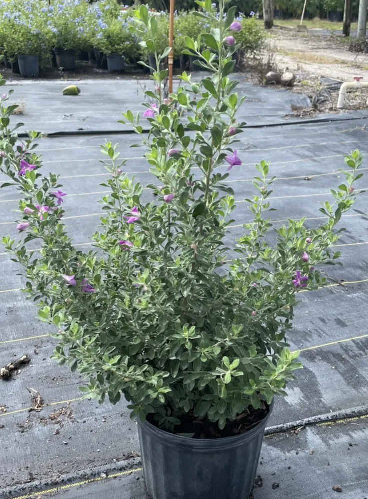 Professional yard cleanup service near you across Delray Beach, FL - Spanish River Nursery