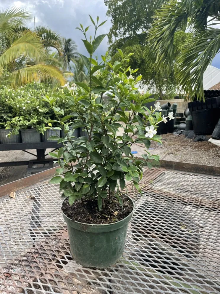 Affordable landscaping services experts serving Delray Beach, FL - Spanish River Nursery