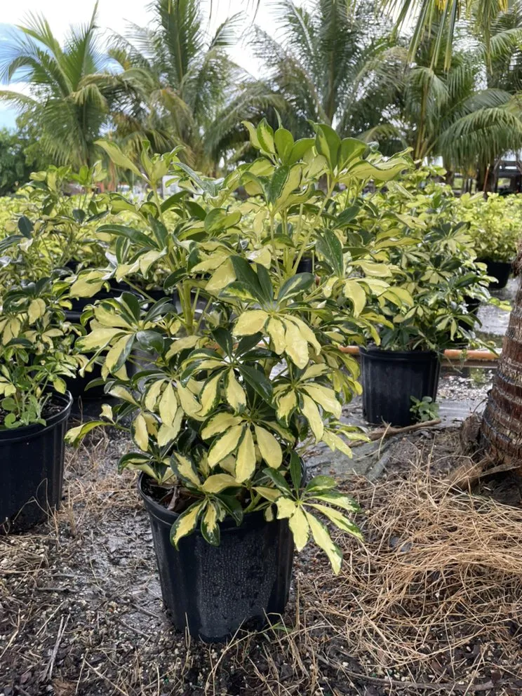 Reliable residential landscaping experts serving Delray Beach, FL - Spanish River Nursery