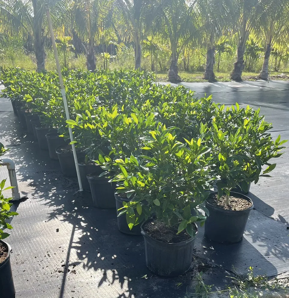 Top-rated landscaping services near you in Delray Beach, FL by Spanish River Nursery