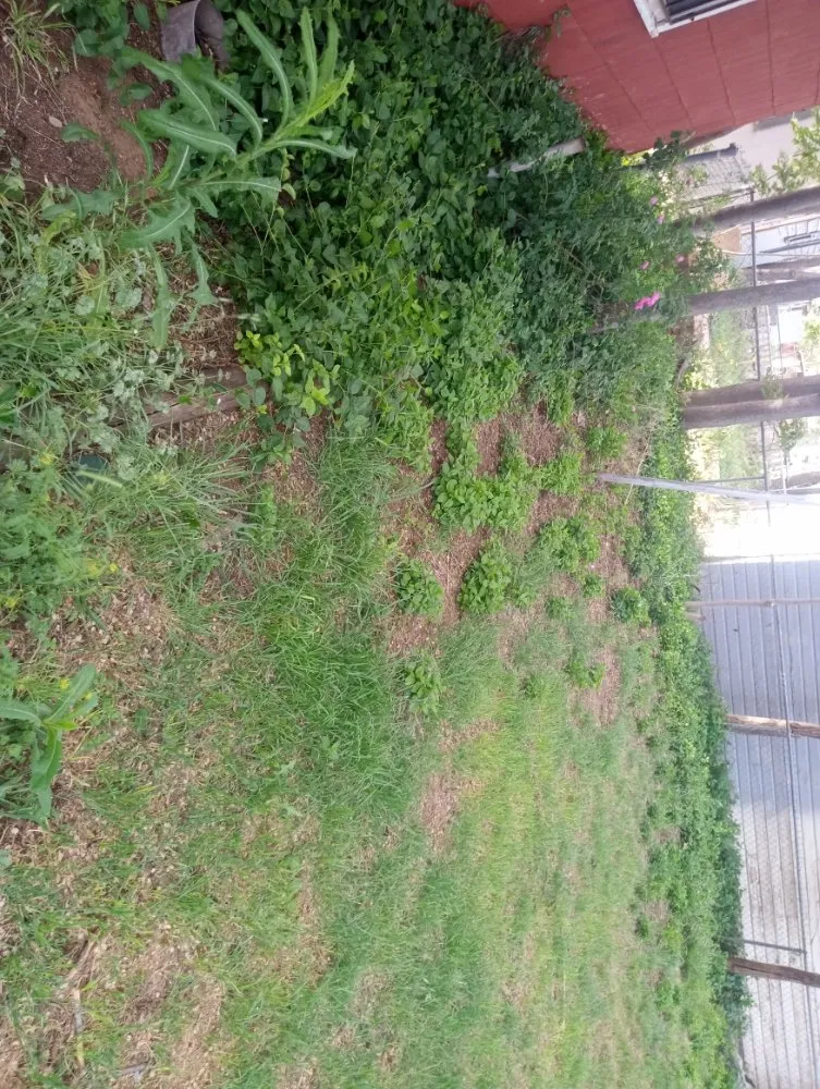 Professional residential landscaping experts serving Slaton, TX - Spankys Lawn Care & Tree Service