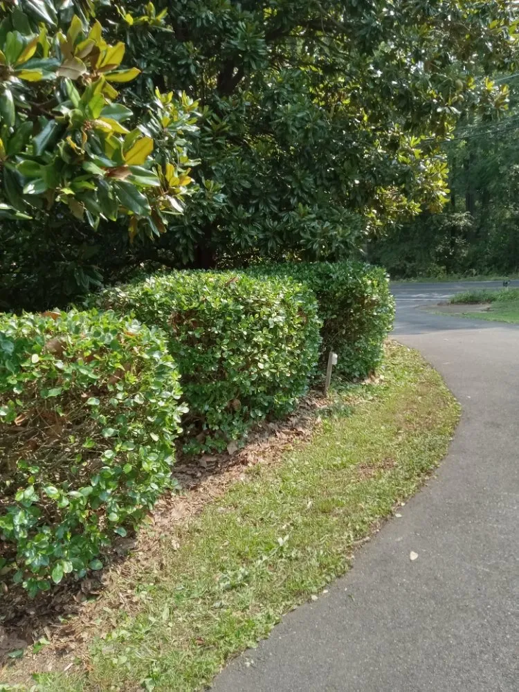Custom lawn mowing service experts serving Burgess, VA - Sparkplug's Lawn Care & Home Repairs