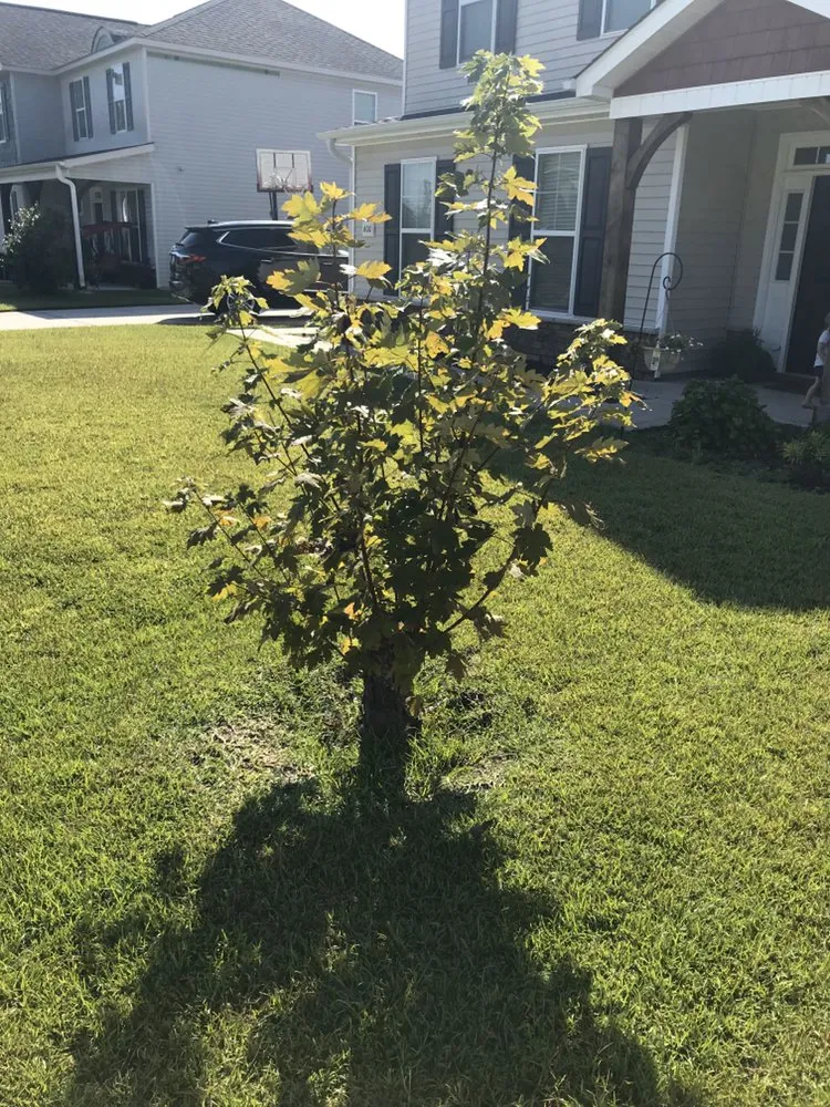 Trusted landscape installation in Jacksonville, NC by Sparky’s Lawn & Property Maintenance