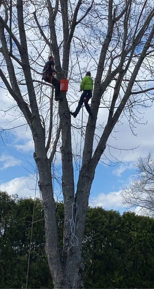 Expert yard maintenance with custom design across Amherst, MA - Sparkys Services