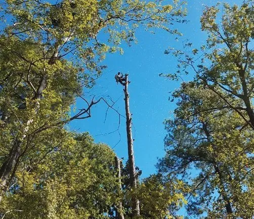 Trusted yard cleanup service for beautiful yards in Sunderland, MA by Sparkys Services