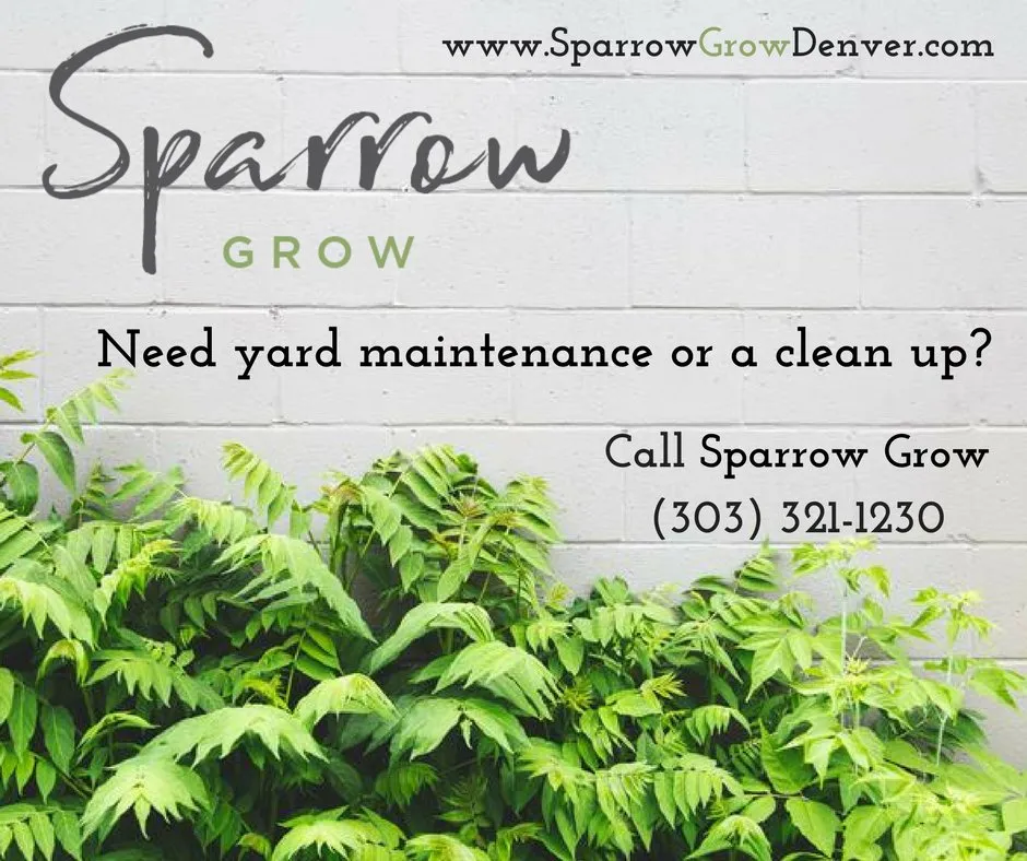 Affordable landscape installation for year-round maintenance in Denver, CO by Sparrow Grow