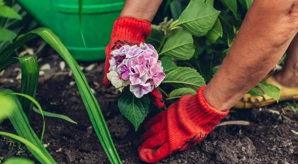 Trusted lawn care service for beautiful yards in Denver, CO by Sparrow Grow
