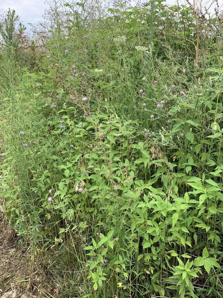 Local outdoor landscaping for residential properties in Oxford, IN by Sparrows' Lawn Service