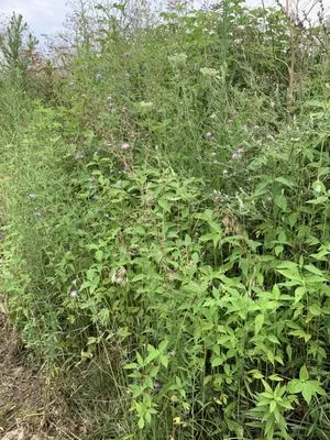 Sparrows' Lawn Service