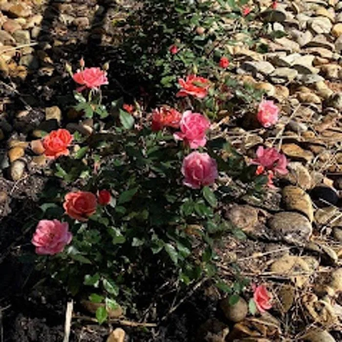 Reliable landscaping services near you in Blythewood, SC by Sparta Lawn Care