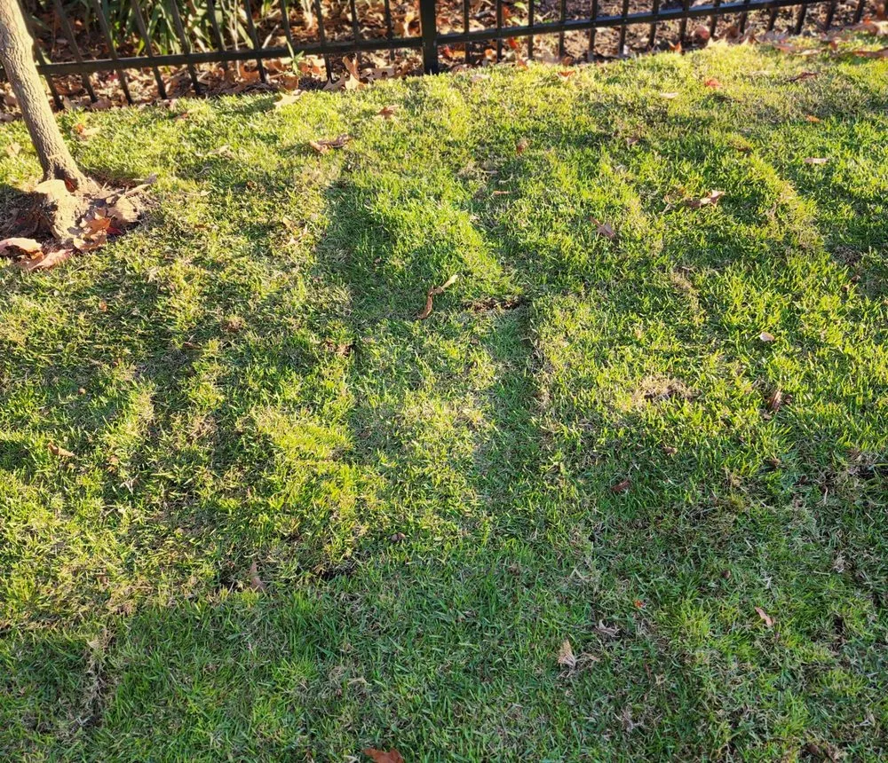 Top-rated landscape design in Columbia, SC - Sparta Lawn Care