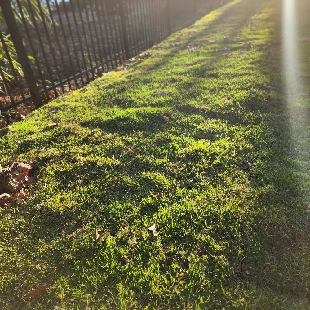 Local yard maintenance for outdoor upgrades across Columbia, SC - Sparta Lawn Care