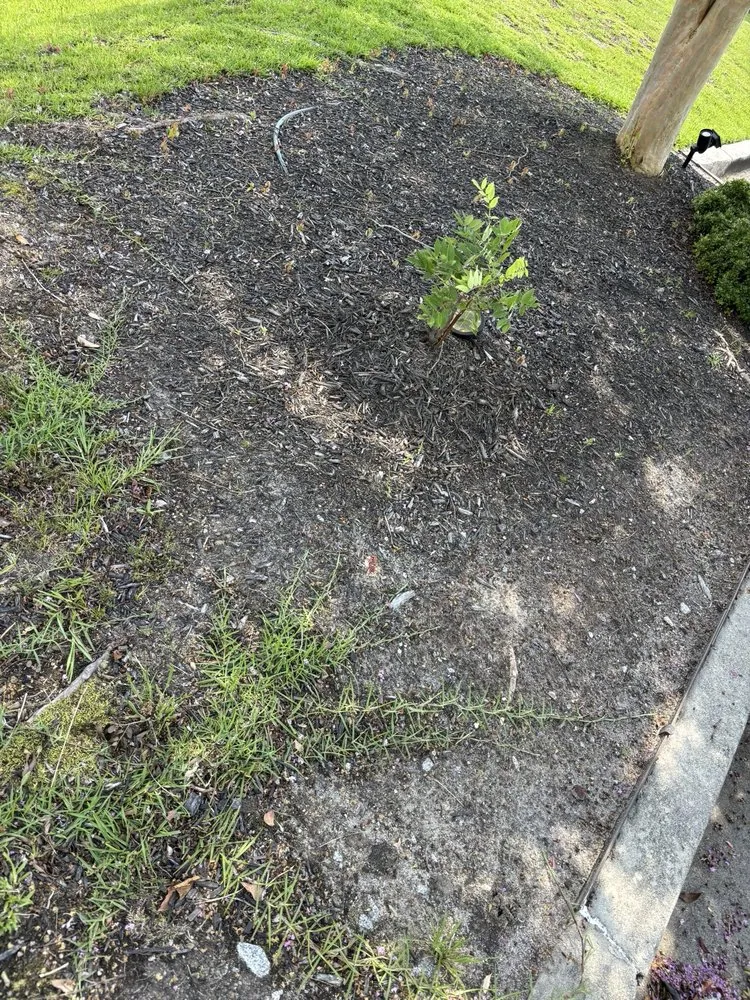 Reliable landscape installation for residential properties across Columbia, SC - Sparta Lawn Care