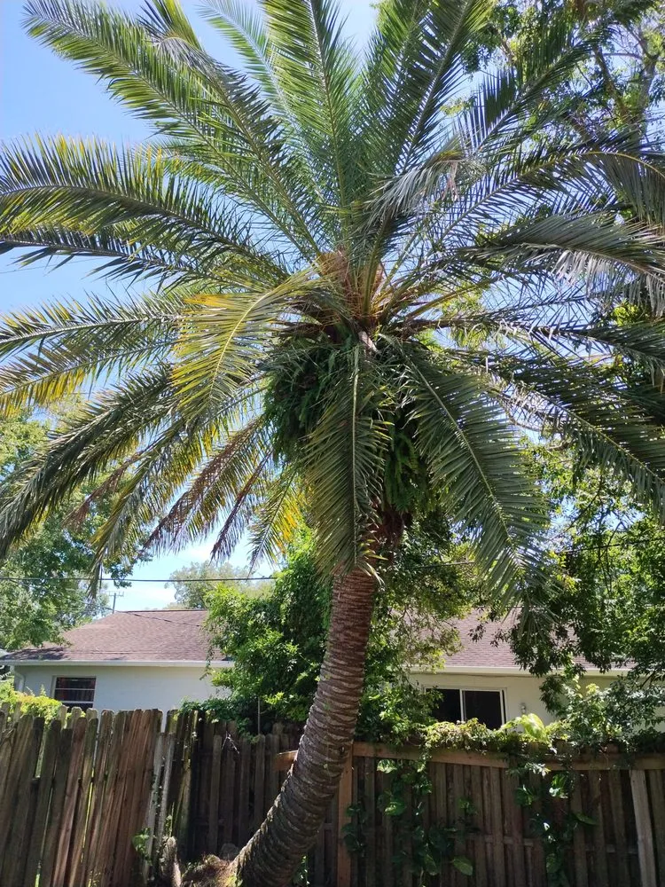 Expert landscape design experts serving Jacksonville, FL - Spartan Bros Trees & Things