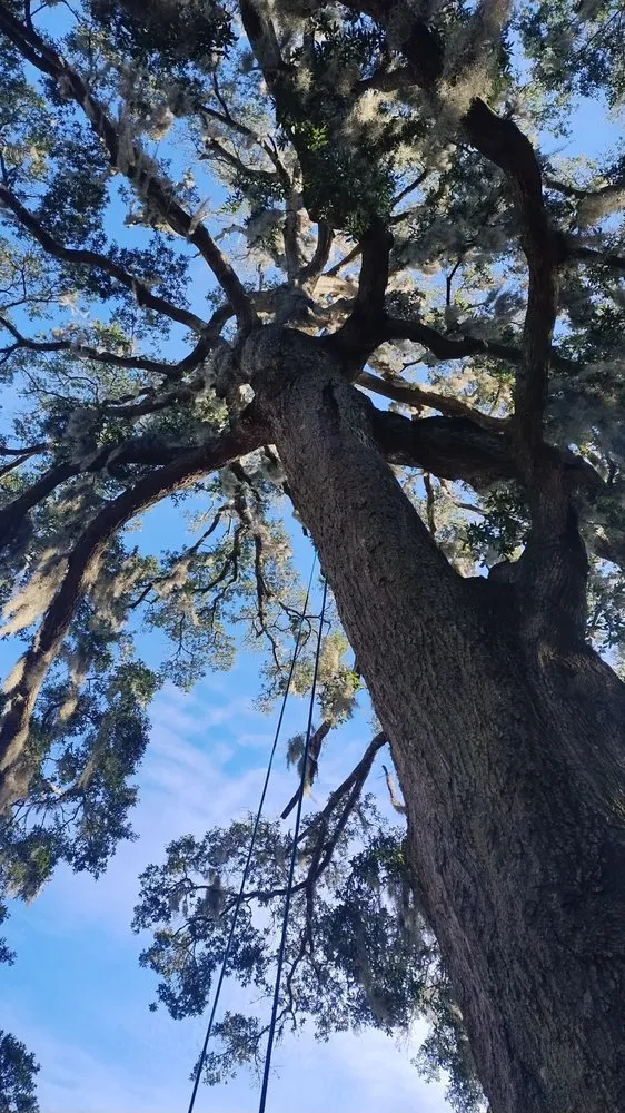 Professional lawn mowing service experts serving Ormond Beach, FL - Spartan Bros Trees & Things