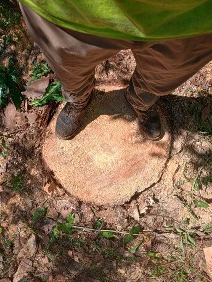 Custom landscape installation in Ormond Beach, FL by Spartan Bros Trees & Things