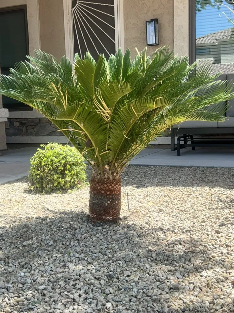 Affordable yard cleanup service in Mesa, AZ - Spartan Landscaping