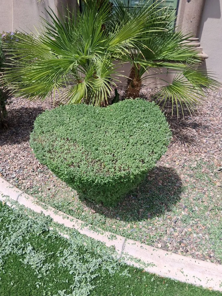Affordable lawn care service experts serving Mesa, AZ - Spartan Landscaping