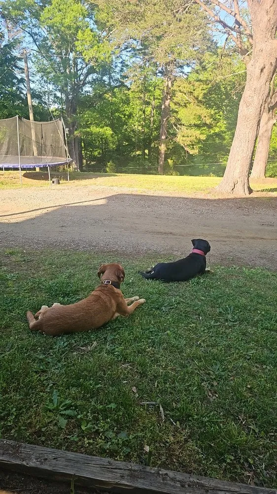 Custom residential landscaping for residential properties in Spartanburg, SC by Spartan Stripes