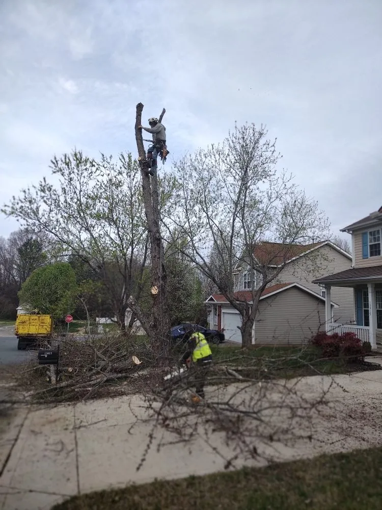 Local lawn care service for beautiful yards across Charlotte, NC - Spaulding Tree Service