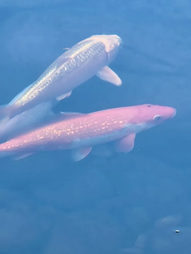 Custom lawn care service experts serving Cobleskill, NY - Spaulding Water Gardens and Lawn Care