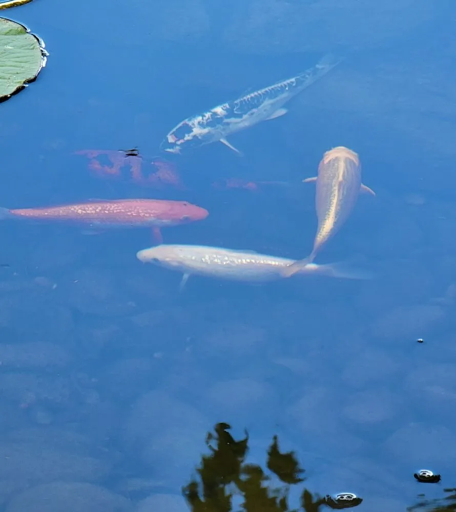 Professional lawn care service for beautiful yards in Cobleskill, NY by Spaulding Water Gardens and Lawn Care