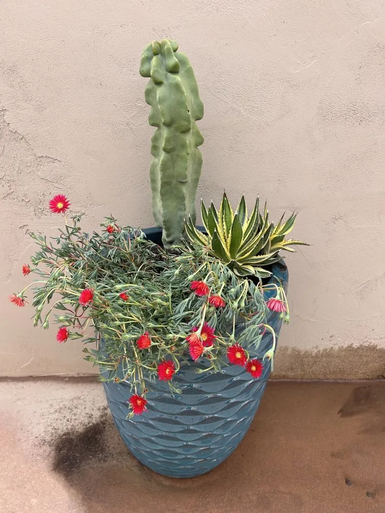 Expert lawn mowing service in Carefree, AZ - Spean's Landscape