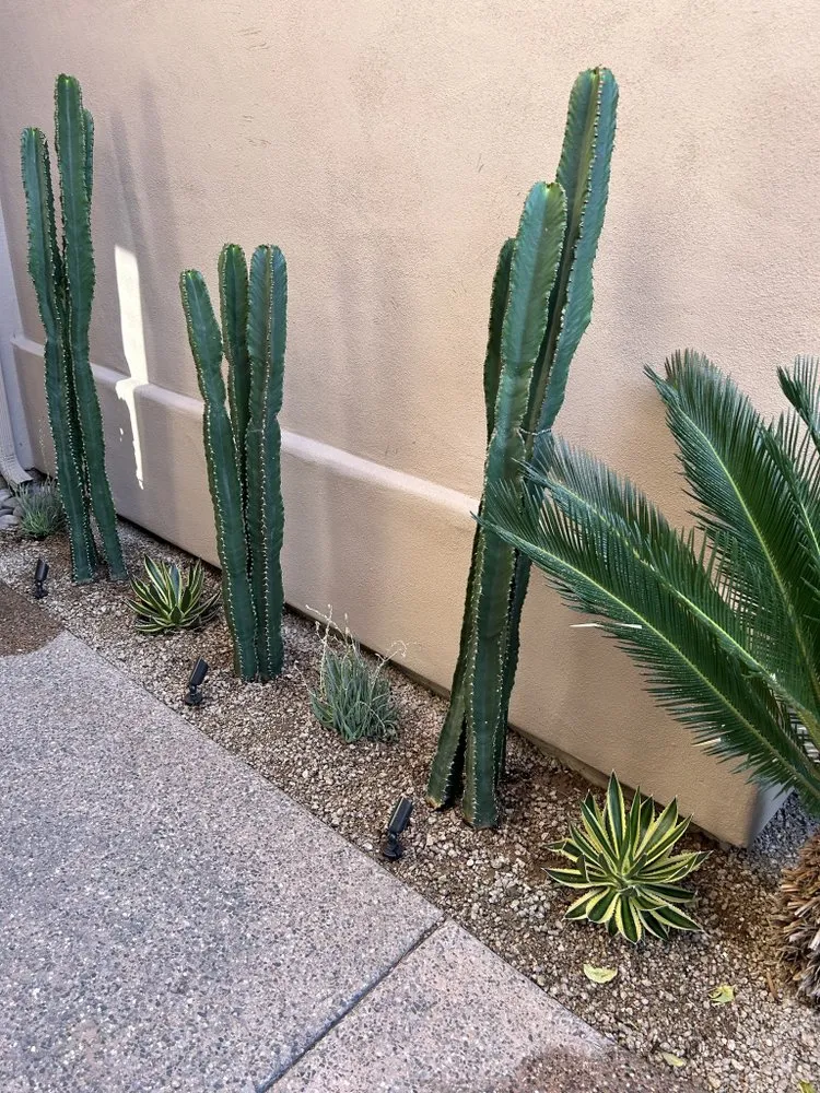 Expert yard cleanup service for year-round maintenance in Carefree, AZ by Spean's Landscape