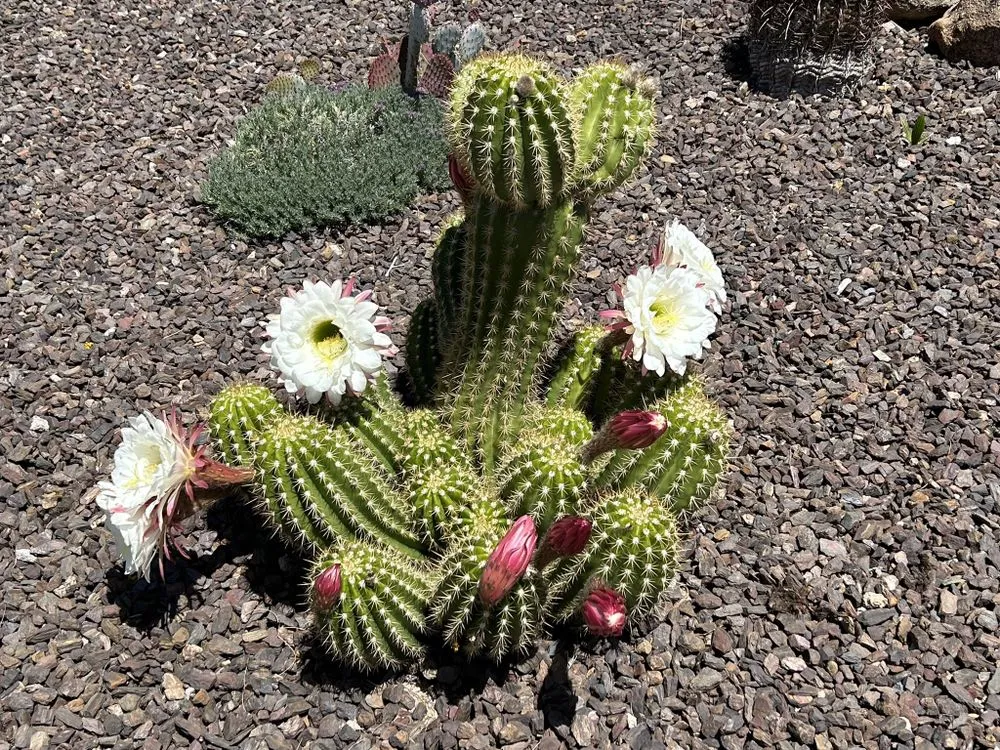 Reliable outdoor landscaping in Carefree, AZ - Spean's Landscape