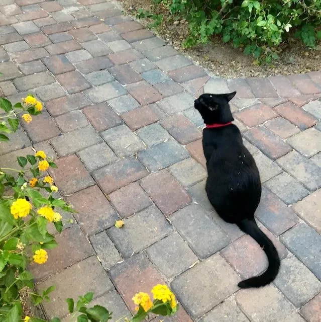 Trusted lawn mowing service for outdoor upgrades in Carefree, AZ by Spean's Landscape