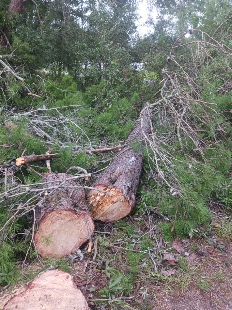 Local outdoor landscaping for beautiful yards in Homosassa, FL by Spearing Site Prep