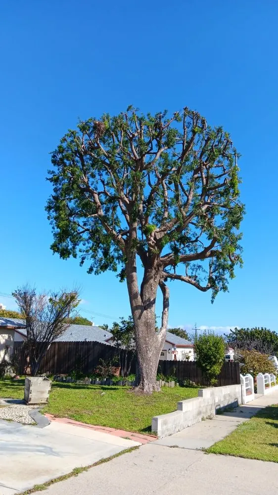 Professional lawn care service for beautiful yards across Thousand Oaks, CA - Special Care Tree Service
