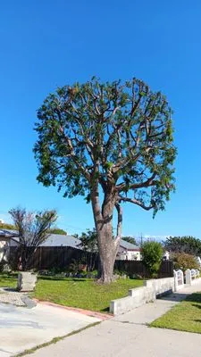 Special Care Tree Service Logo
