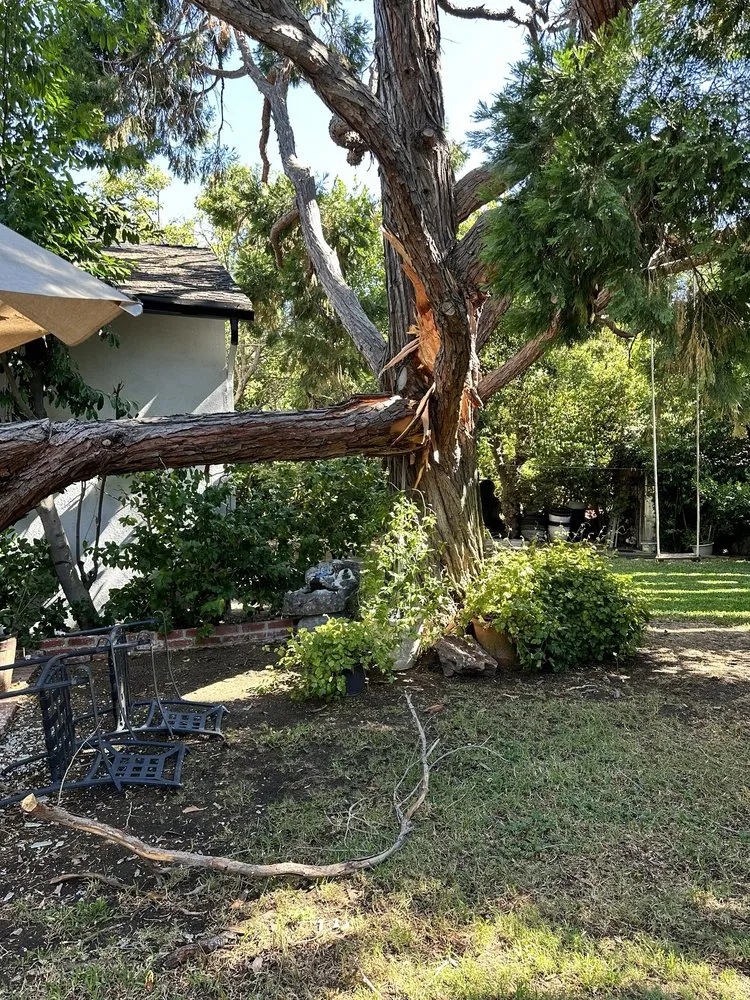 Top-rated landscape design in La Crescenta, CA by Special Tree Service