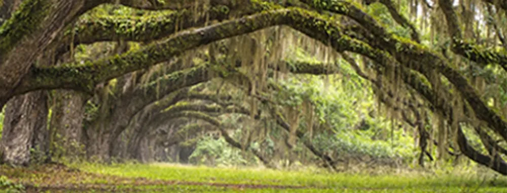 Expert lawn care service for outdoor upgrades in La Crescenta, CA by Special Tree Service