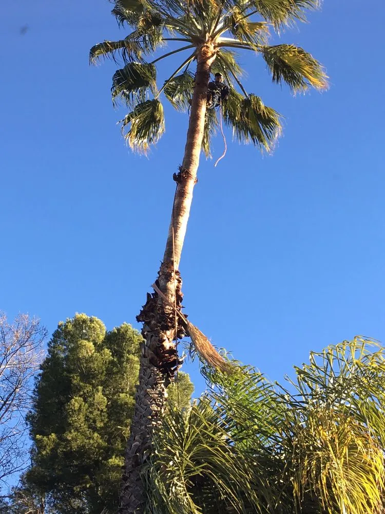 Top-rated landscape design near you in La Crescenta, CA by Special Tree Service