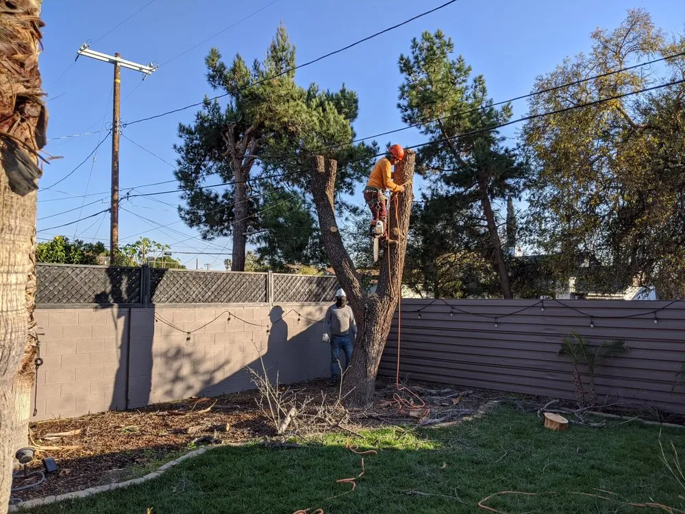 Expert outdoor landscaping near you across La Crescenta, CA - Special Tree Service