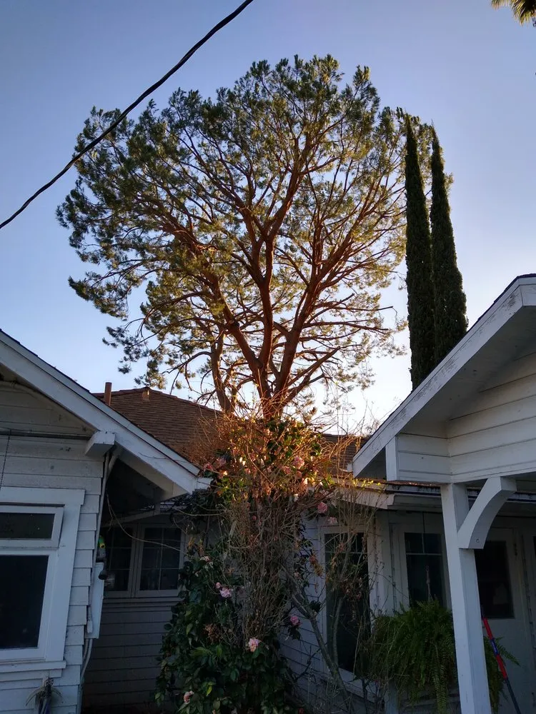 Professional landscaping services experts serving La Crescenta, CA - Special Tree Service