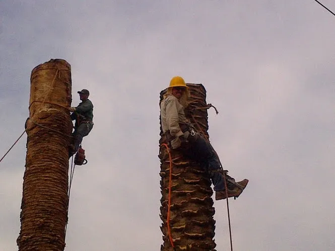 Professional landscaping services in La Crescenta, CA by Special Tree Service