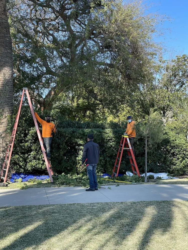 Affordable yard cleanup service in La Crescenta, CA by Special Tree Service