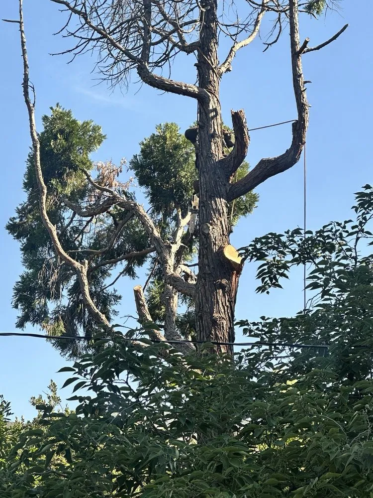Custom landscaping services in La Crescenta, CA by Special Tree Service