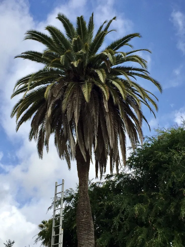 Custom garden landscaping experts serving La Crescenta, CA - Special Tree Service