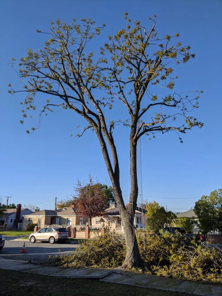 Expert landscaping services in La Crescenta, CA by Special Tree Service