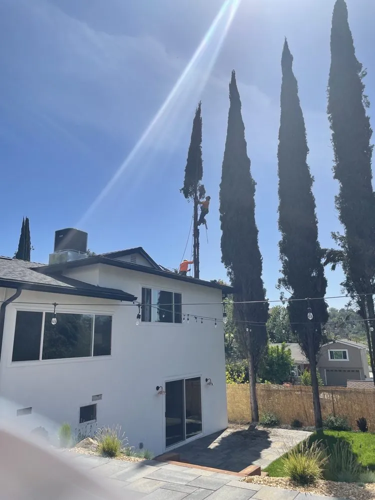 Expert yard maintenance with custom design across La Crescenta, CA - Special Tree Service