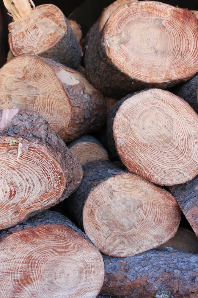 Local landscaping services experts serving La Crescenta, CA - Special Tree Service