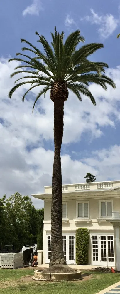 Top-rated yard cleanup service in La Crescenta, CA - Special Tree Service