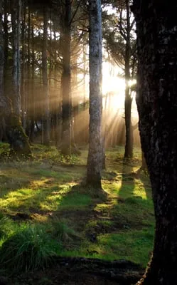 Specialized Arbor Works Logo