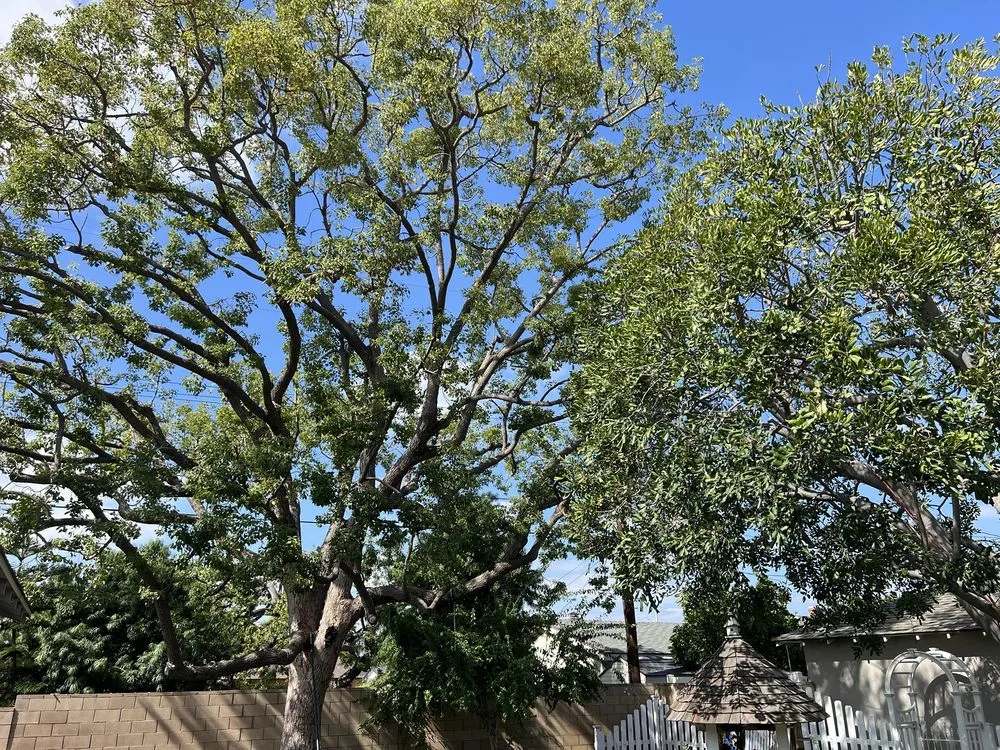 Professional yard cleanup service in Orange, CA by Specialized Tree Care & Landscape